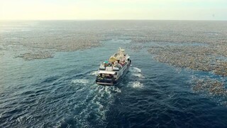 Olympics in Paris Canceled With Sudden Appearance of Huge Shark That Devours Eve movies clip