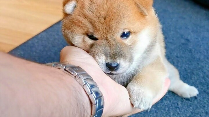 Saat sedang nggak bahagia, cukup gemesin si Shiro aja—langsung semangat lagi! 【Shiba Inu Shiro Suki】