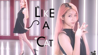 【Apple君】AOA 猫步轻俏-喵喵喵？