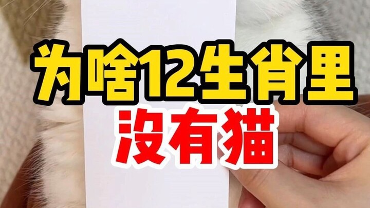 لماذا لا يوجد القط في الأبراج الصينية الاثني عشر؟ لأن...