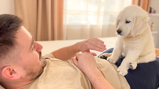 แกล้งทำเป็นลูกสุนัขโกลเด้นรีทรีฟเวอร์ของฉันกัดเจ็บ ความน่ารักเกินพิกัด