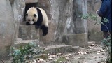 【大熊猫和花】爷爷等等我，我偶尔也是可以倍速播放的