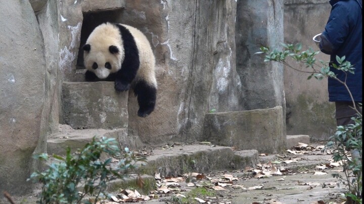 [Animals]When a panda running for keeping up with its keeper