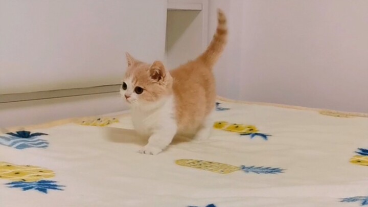 بعض القطط تمشي بشكل عكسيّ... تمشي هكذا حتى تكبر.