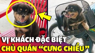 Cưng xỉu với VỊ KHÁCH BỐN CHÂN ngày nào cũng được bà chủ quán cà phê đón tiếp nhiệt tình 😅 | Gâu Đần