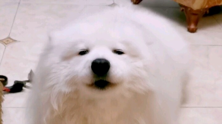 พอสบตากันปุ๊บ หมาอยากเป่าฮาร์โมนิก้า จัดให้ทันที!