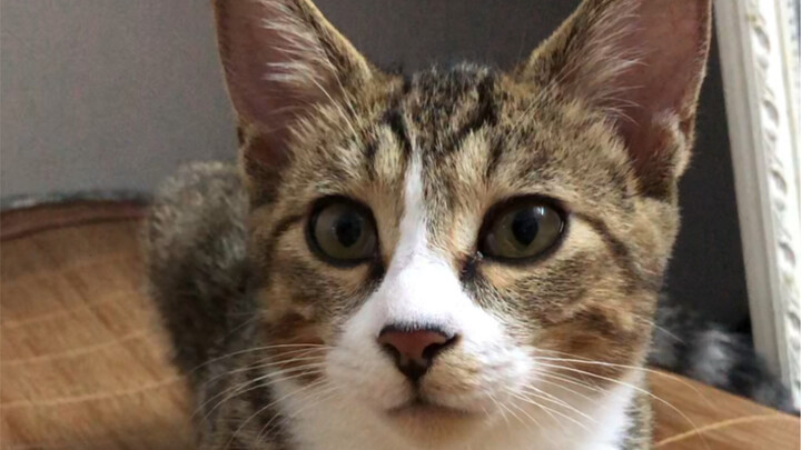 A calico cat that kicks your hands at the slightest provocation—just who could put up with that?!