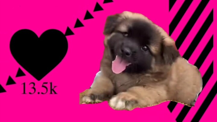[Social Butterfly Puppy] Hip, but a little wriggly