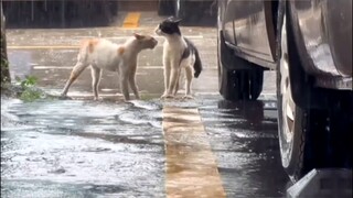 Pertarungan Duo Akhir Narucing vs Sasucing 😾