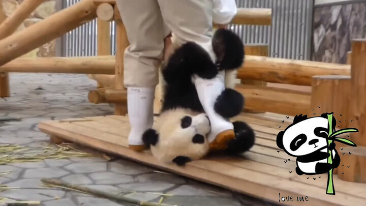 [Hewan]Perilaku panda yang membingungkan dari Tiongkok