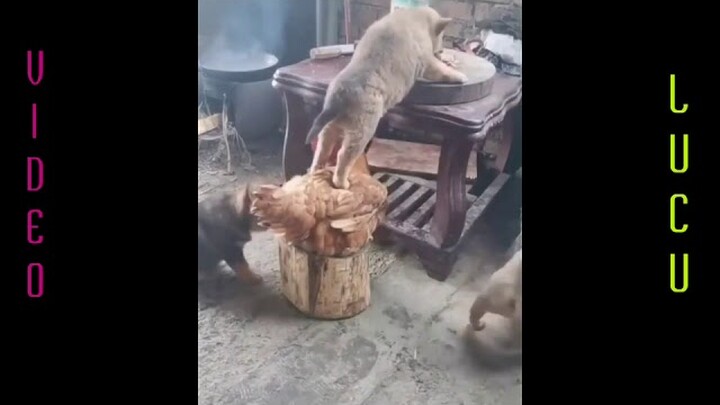 KUmpulan video lucu 😂//ngakak🤣bikin sakit perut