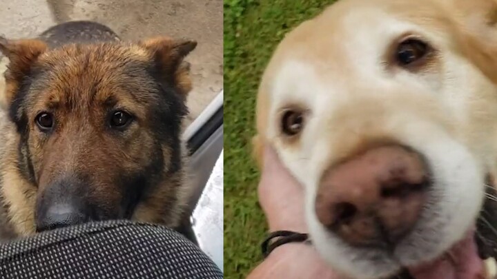 What a treat! While delivering packages abroad, this foreign courier keeps running into adorable dog