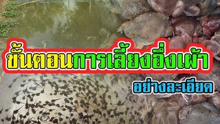 ขั้นตอนการเลี้ยงอึ่งเผ้า | อี่งปากขวด อย่างละเอียด |