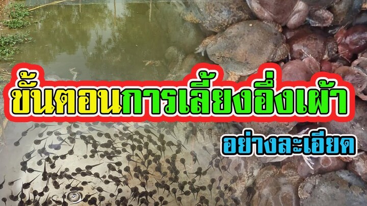 ขั้นตอนการเลี้ยงอึ่งเผ้า | อี่งปากขวด อย่างละเอียด |