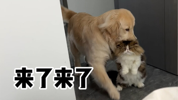 Cat: You are so noble and powerful, but you are doing me a favor.