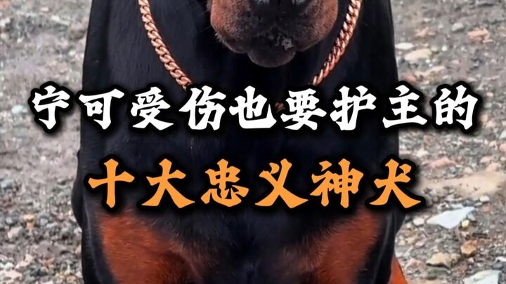 Mười chú chó trung nghĩa nhất