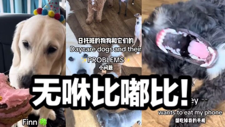 Pesta anjing di tempat penitipan harian dan berbagai masalah mereka Bagian 33 (Edisi April Mop)
