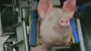 The Avengers: The Fightback of Animals