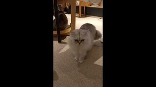 #Tokyo Cat Cafe Mocha Akihabara