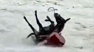 الثور والحمار لا يعرفان الراحة طوال حياتهما، وحين يجدان أخيرًا بعض الراحة، يكونا قد رقدا مع الجبال ا