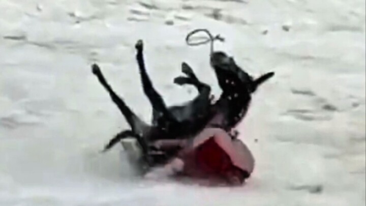 A lifetime of toil for oxen and horses, only finding rest when lying peacefully among the green hill