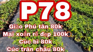 mai vàng giá rẻ p78 | 0369916696 Nhi | giảo phú tân 80k - mai xoắn giá 100k - cúc trân châu 80k ,,,