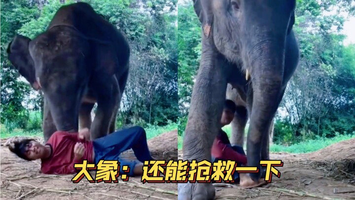 ช้างเป็นสัตว์เพียงชนิดเดียวที่รู้จักความหมายของความตาย