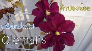 ปลูกเคล็มแม็ททิส Clematis หรือ คำปองน้อย