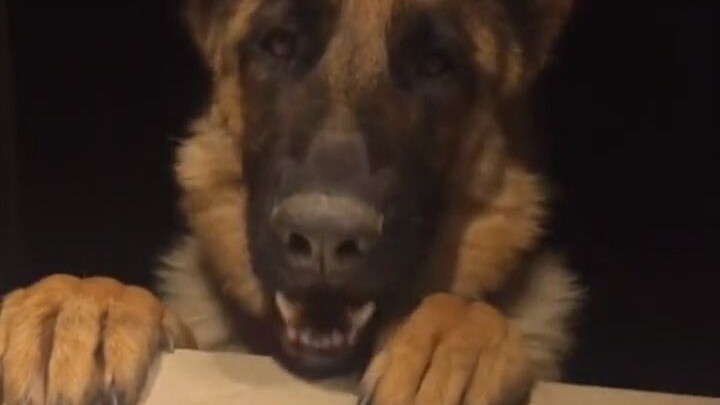 Tetangga datang minta tomat untuk dimakan