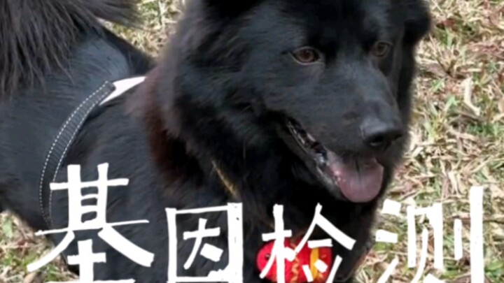 馒头的基因检测结果终于出来啦