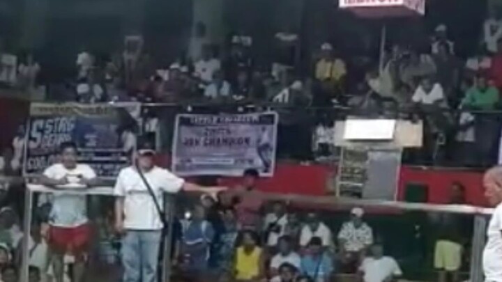 2 EB stag 2hits Ulutan another champion🐓🐓🏆. FANTASTIC COLISEUM