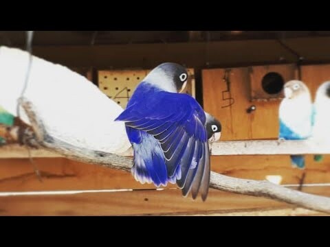 Harga Burung Lovebird Violet Terbaru