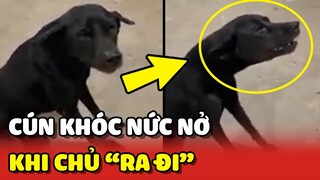 Cảm động chú chó KHÓC nức nở khi biết chủ mình RA ĐI 😢 | Yêu Lu