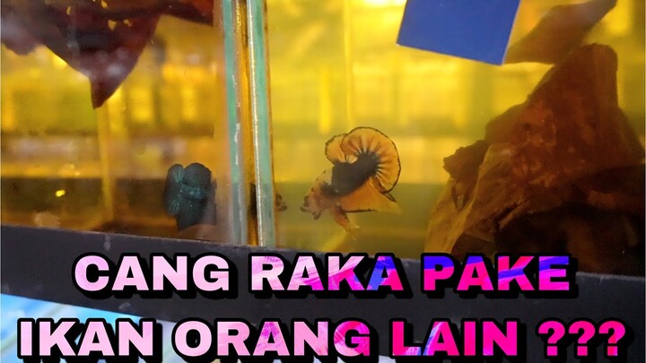PERSIAPAN IKAN KONTES SOLO CAREER