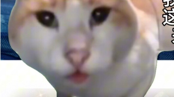 【Nunu｜Cat meme】Nunu’s mother’s life