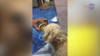 อาหารต้องห้ามสุนัข