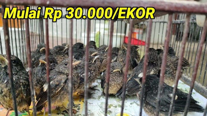 Mulai 30 Ribu aja. Update Harga Kios Fathoni Bird Shop