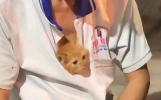 Aku si kucing, juga termasuk kucing beruntung kok!