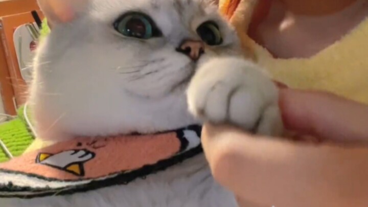 Sự khác biệt giữa mèo Bicolor bạc tà ác và mèo Bicolor vàng lương thiện