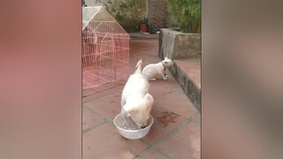 Có phạt Bo nữa ko ạ? cunyeucuadua yeucho yeuchomeo cún cúncon chó chómèo chócon chókhôn yeuchomeo chócute pet dog dogsoftiktok