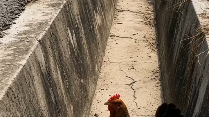 This Cat Saw a Mother Hen in Trouble… What Happened Next Was Amazing! 🥺🐱🐔#CatRescue