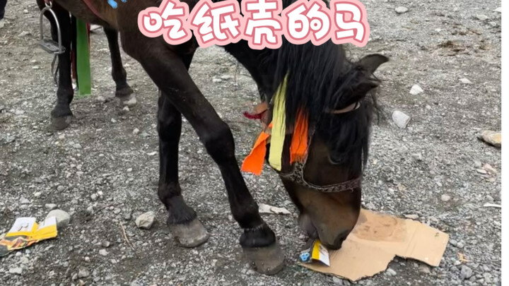 Ngựa ăn vỏ hộp giấy vì ở độ cao quá lớn, cỏ không mọc được!