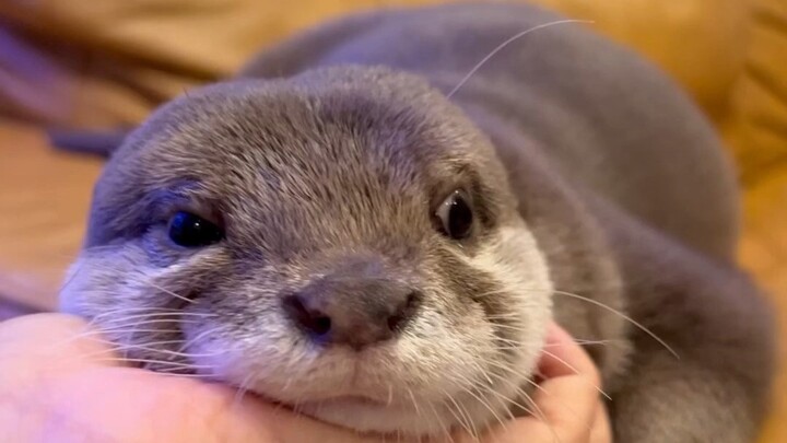 水獭把下巴交给了主人。😂