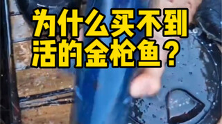 买不到活的？你知道为什么在市场上买不到一条活的金枪鱼呢？