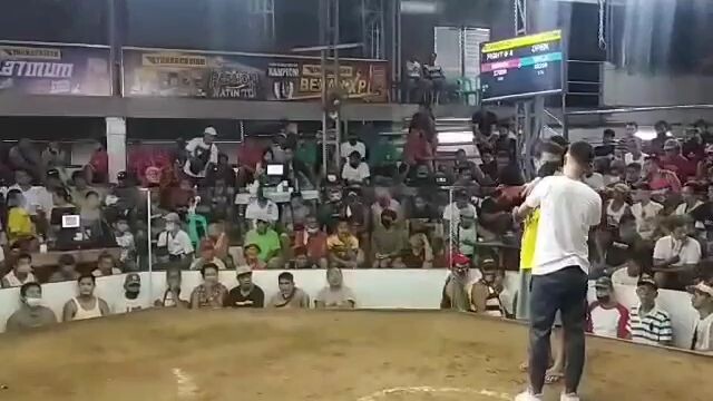 laban ng manok ko mayahin.SJDM BULACAN