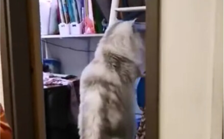 Cat: I’m seriously gonna wake you up.