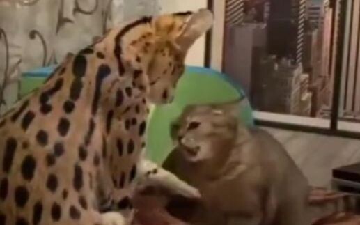 新皮肤哪儿买的？拿来吧你