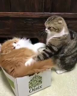 A Patch of Cats VS a Pile of Cats