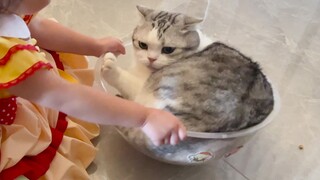Kucing: Anak-anak sangat sulit dibesarkan.