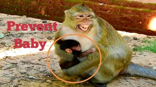 OMG !!, MAMA MONKEY HUG TO PREVENT HER BABY BRITTANY SCARE VERY MUCH, SO ADORABLE BABY MONKEY SCARE